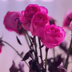 دانلود آهنگ شاه عالم از گروه سرود نجم الثاقب